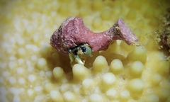 Calcinus guamensis