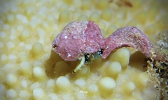 Calcinus guamensis