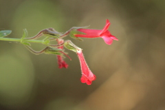 Gambelia