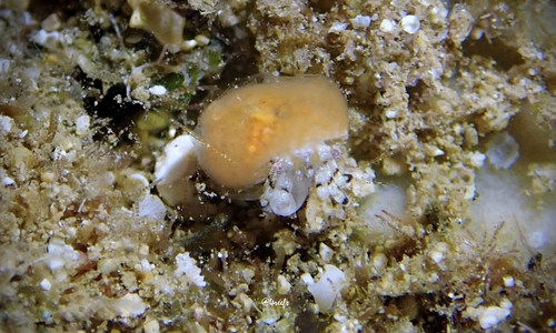 Pagurixus festinus observed 2021-09-16