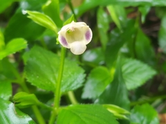 Torenia fordii