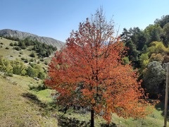 Pyrus communis caucasica