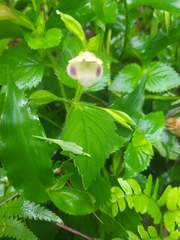 Torenia fordii