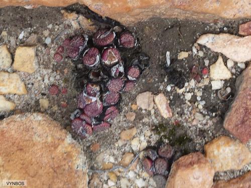 Conophytum obcordellum