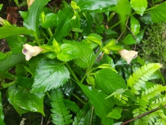 Torenia fordii