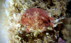 Exopalicus maculatus