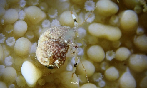 Pagurixus festinus observed 2021-09-16