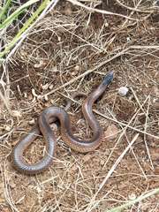 Suta nigriceps