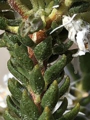 Agathosma roodebergensis