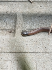 Suta nigriceps