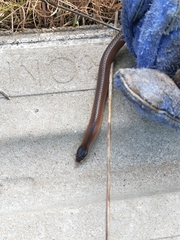 Suta nigriceps