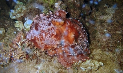 Callistoctopus ornatus