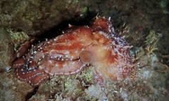 Callistoctopus ornatus