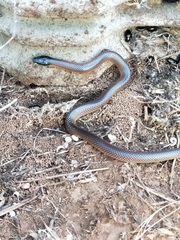 Suta nigriceps