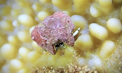 Calcinus guamensis