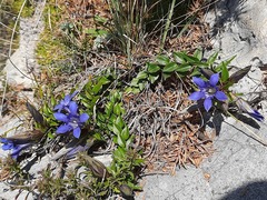 Gentiana septemfida grossheimii