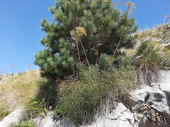 Peucedanum ruthenicum