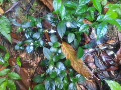 Codonacanthus pauciflorus