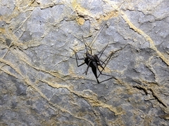 Micropathus cavernicola