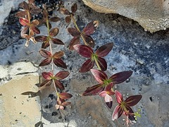 Galium valantioides