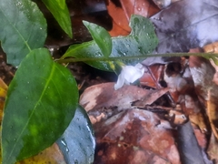 Codonacanthus pauciflorus