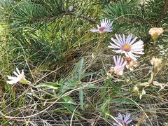 Aster amellus bessarabicus