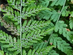 Woodsia caucasica
