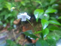 Codonacanthus pauciflorus