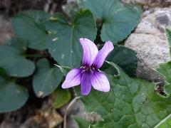 Viola somchetica