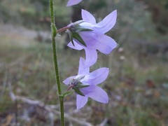 Campanula sarmatica