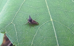 Membracidae