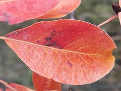 Pyrus communis caucasica