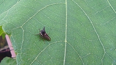 Membracidae