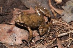 Anhydrophryne hewitti