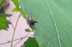 Membracidae
