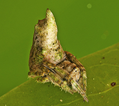 Acroaspis tuberculifera