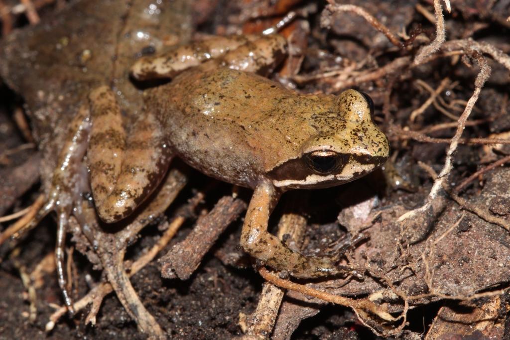Hewitt's Frog