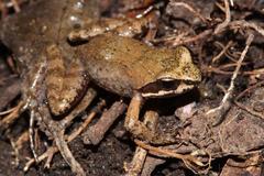 Anhydrophryne hewitti