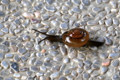 Macrochlamys kelantanensis