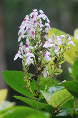 Pseuderanthemum carruthersii