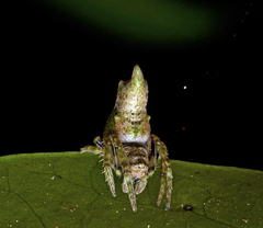 Acroaspis tuberculifera