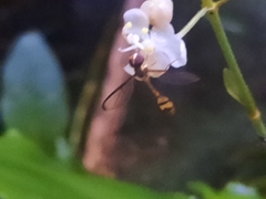 Allobaccha amphithoe