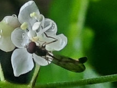 Baccha maculata