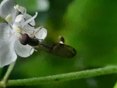 Baccha maculata