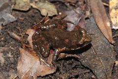 Anhydrophryne hewitti