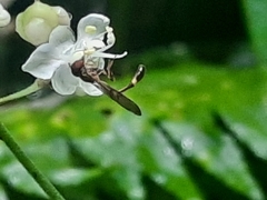 Baccha maculata