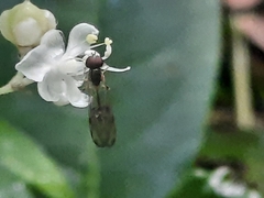 Baccha maculata