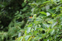 Pantoporia