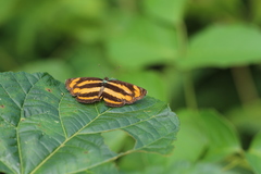Pantoporia