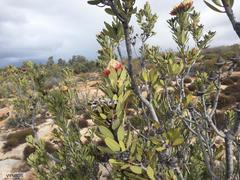 Protea glabra